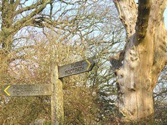 Epping Forest in London
