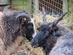 Deen City Farm in London