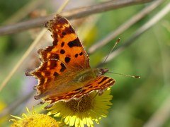 Hackney Downs in London