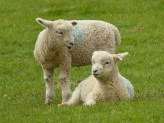 Surrey Docks Farm in London