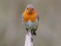 Ten Acre Wood in London