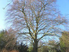Kenton Grange in London
