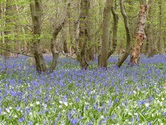 Cranford Park in London