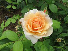 Well Hall Pleasaunce in London