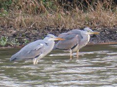 Brent Park in London