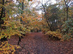 Wanstead Park in London