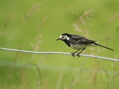 The Warren in London