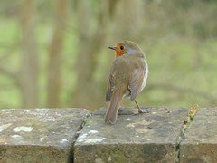 Camley Street Natural Park in London