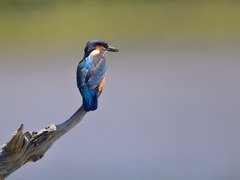 Russia Dock Woodland in London